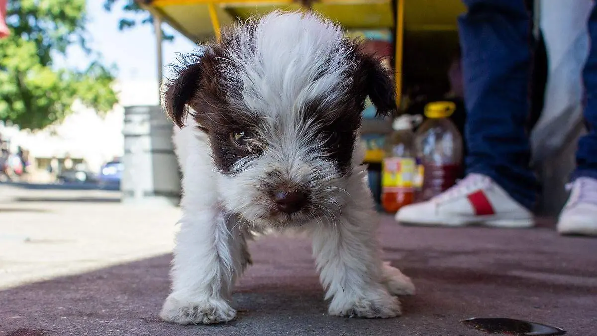 Tematica mascotas perros - Mike Acosta (11)